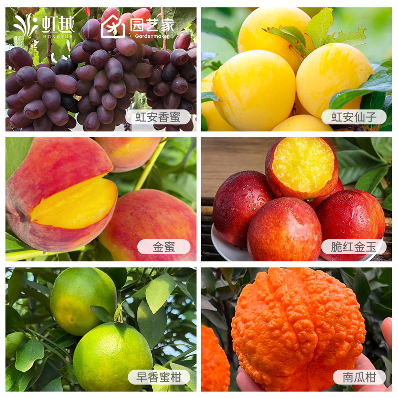 虹越果树裸根苗南北方庭院种植柠檬金桔李子葡萄樱桃桃树,鲜花速递/花卉仿真/绿植园艺,果树,淘宝优惠券,粉丝福利购,淘宝优惠卷