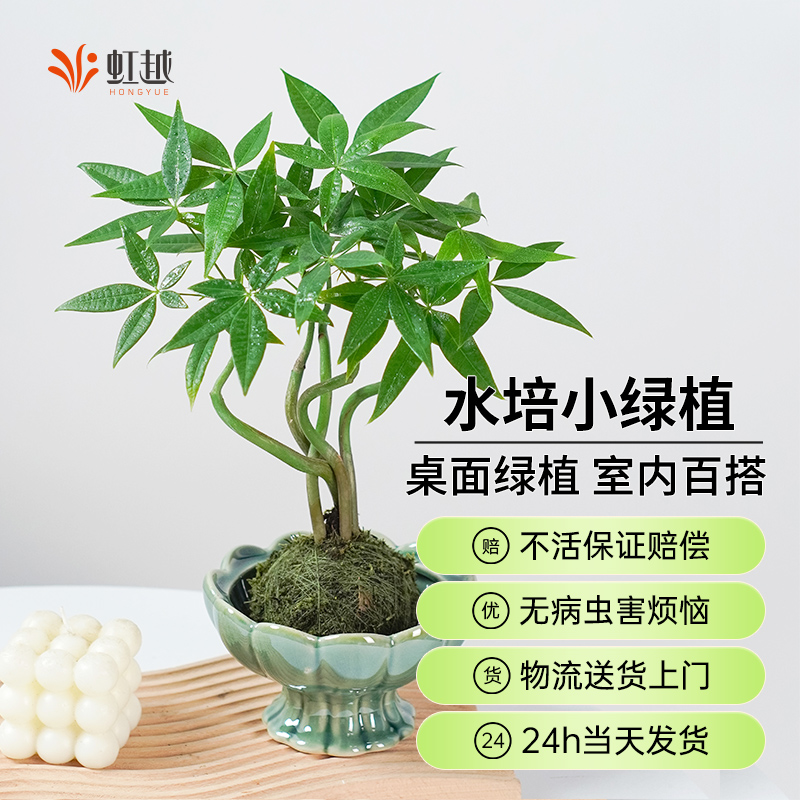 水培苔藓球造型小绿植盆栽发财树小盘菩提钻石翡翠南天竹客厅植物