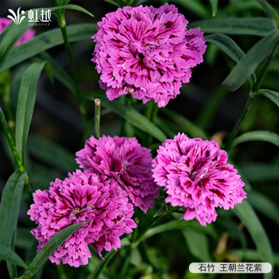 虹越花卉种苗好养易开花