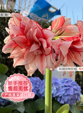 鬼魅朱顶红虹越荷兰进口种球四季种植物种子僵尸开花卉重瓣多年生