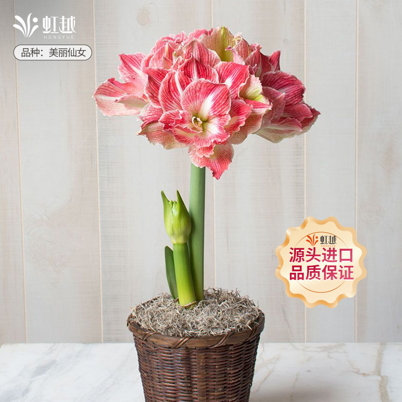 【持续热卖】进口朱顶红多品种