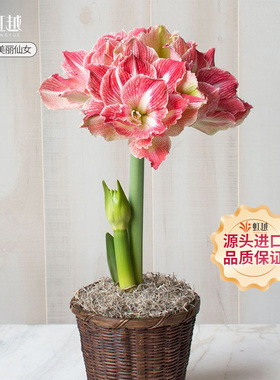 美丽仙女荷兰朱顶红虹种球越进口四季种植阿弗雷玫瑰花漾开花植物