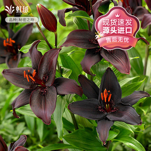 现货秘密之吻百合种球虹越进口26年球阳台花园可盆栽地栽百合花