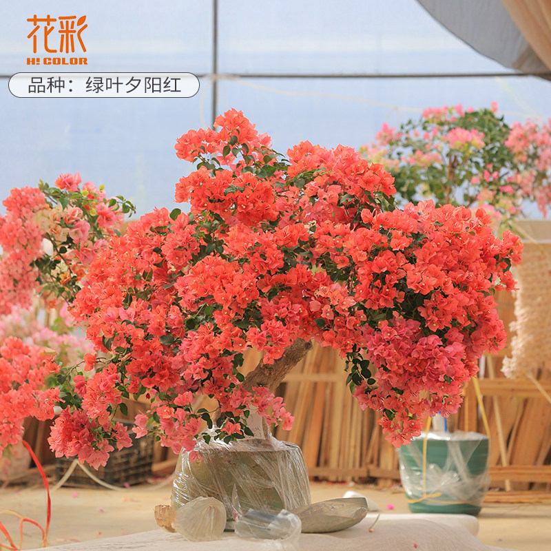 花彩精品造型三角梅盆栽四季开花爬藤飘枝游龙大苗阳台养勤花量大