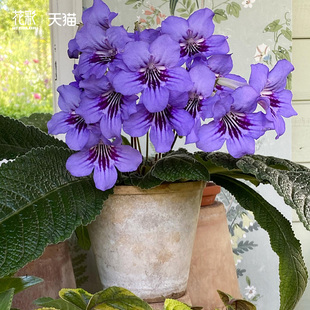 花彩堇兰盆栽苗室内阳台窗台桌面花量大爆花植物海角樱草带花苞