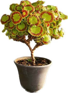 花彩花叶天竺葵盆栽奎尔特夫人