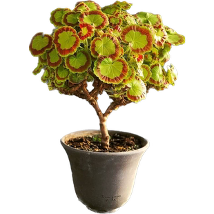 花彩花叶天竺葵盆栽苗观叶红焦糖彩叶奎尔特夫人室内阳台爆花期长