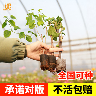花彩三角梅扦插袋苗原生多季开花室内阳台盆栽庭院勤花爬藤花树苗