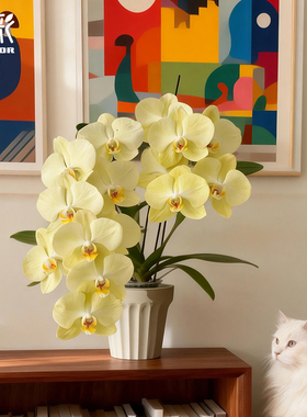 花彩黄色系蝴蝶兰盆栽年宵花大吉大利观赏花卉室内摆件装饰好养活