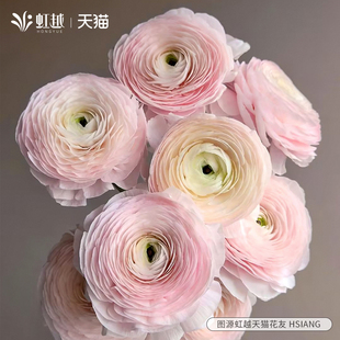 花彩进口成功花毛茛种球河内重瓣大花量大阳台洋牡丹秋季球根预售