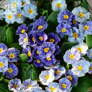 花彩蓝斑马报春花苗盆栽阳台好养冬季草花卉庭院花境易爆花量大