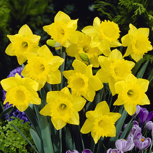 洋水仙种球进口荷兰船长花卉种子球根植物多年生土培盆栽虹越现货