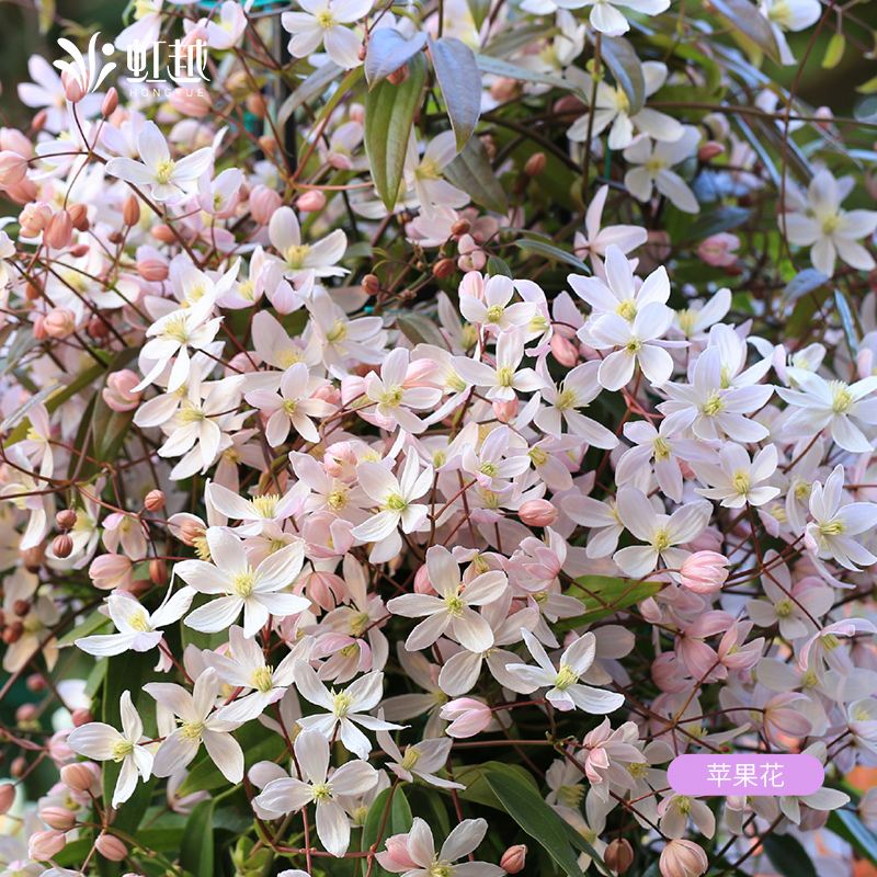 虹越常绿铁线莲苹果花银币