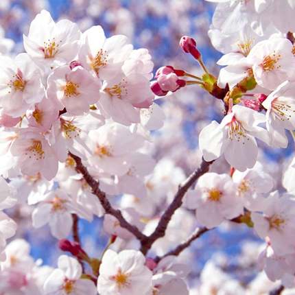 虹越日本樱花裸根苗木兰红粉佳人植物庭院阳台观花春季易养活花卉