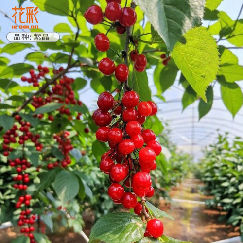 花彩樱桃树苗果树大苗庭院阳台