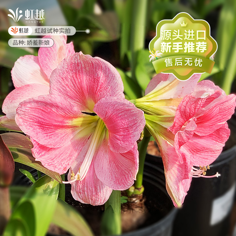 虹越进口朱顶红种球错版包赔