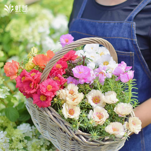 虹越春秋播种耐旱重瓣太阳花种子