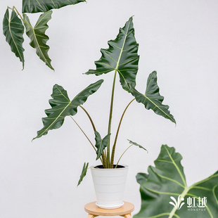 虹越剑叶海芋水培植物室内好养办公桌面绿植摆件北欧风懒人低维护