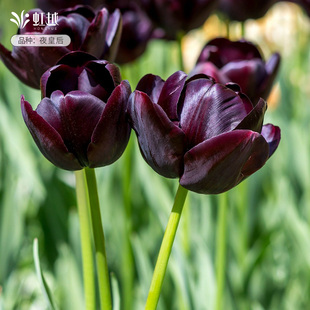 紫色系郁金香种球自然球进口花种球根重瓣土培盆地栽耐寒花卉虹越