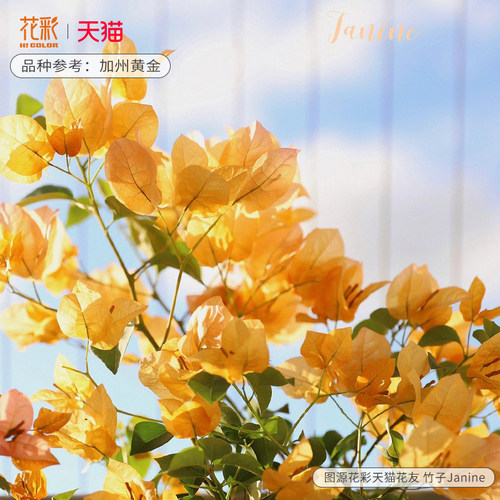 精品三角梅盆栽阳台两广四季开花