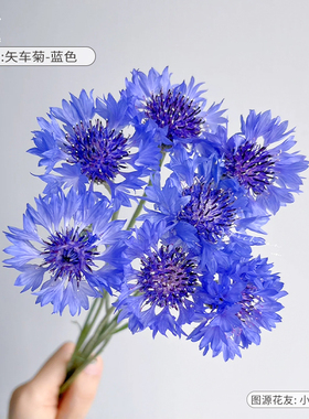 【时令草花大合集】花彩蓝盆花菊类盆栽阳台花园种植春季开花耐寒