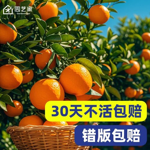 虹越橙子树苗脐橙血橙