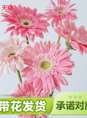 花彩高杆非洲菊苗盆栽拉丝香格里拉阳台夏季耐热多年生扶郎花切花