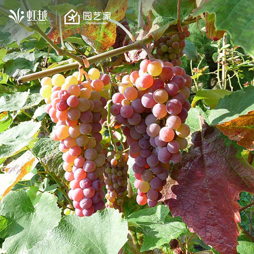 寒香蜜葡萄树虹越丰产香甜抗性强