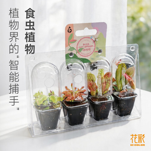 花彩食虫植物盆栽礼盒捕蝇草