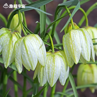 趣植宇宙浙贝母种球根盆栽室内阳台花卉庭院花境耐寒好养活多年生