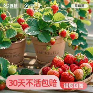 虹越草莓苗秧盆栽四季结果果树苗黑珍珠红颜建德白露天仙醉梦之莹