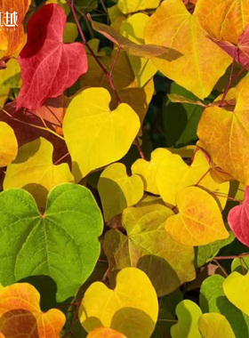 虹越加拿大紫荆永恒之火树苗盆栽小苗庭院阳台观花观叶多年生耐寒