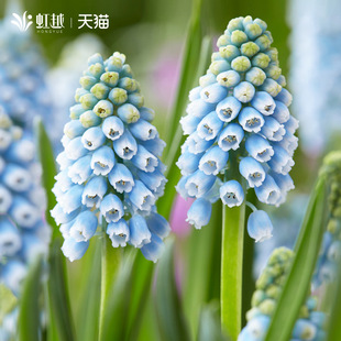 葡萄风信子种球根花卉阳台可盆栽多年生花卉进口多件多折虹越现货