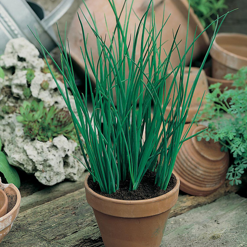 虹越萌吖吖香菜种子阳台盆栽四季播种韭菜猫薄荷香芹罗勒花种籽子
