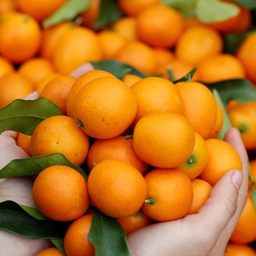 花彩橘子树果苗盆栽嫁接家庭果树