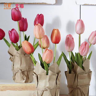 趣植宇宙进口郁金香种球5度球阳台球根花卉盆栽庭院耐寒花境预售