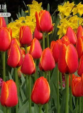 橙色系郁金香种球5度球荷兰进口花籽种子水培土培盆地栽花卉虹越