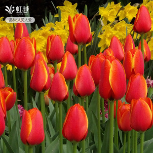 橙色系郁金香种球5度球荷兰进口花籽种子水培土培盆地栽花卉虹越