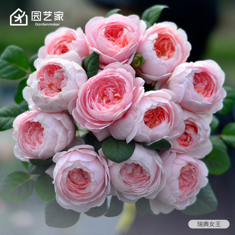 虹越月季瑞典女王月季花图片