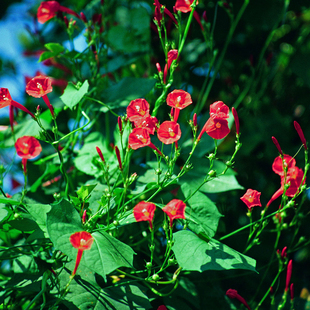 虹越种子茑萝花种子圆叶羽叶茑萝五角星花阳台庭院爬藤绿植春播籽