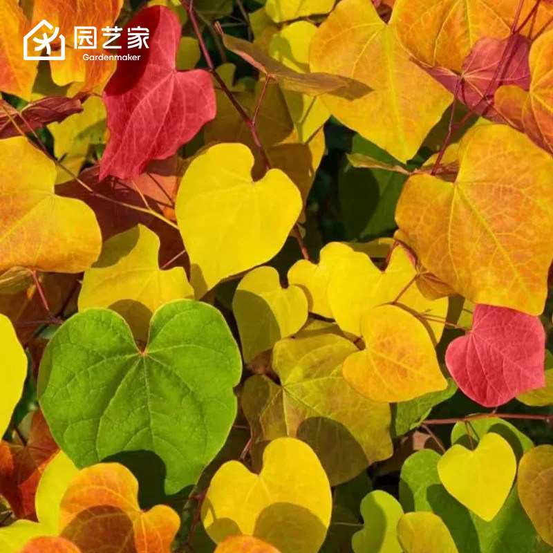 园艺家加拿大紫荆永恒之火树苗盆栽庭院阳台观花观叶多年生耐寒树图片