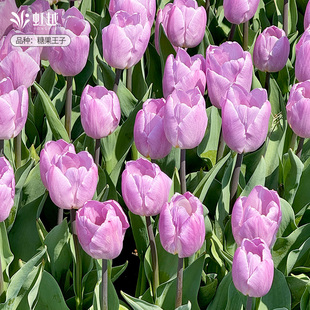 糖果王子郁金香种球自然球5度球进口花种土培盆地栽耐寒花卉虹越