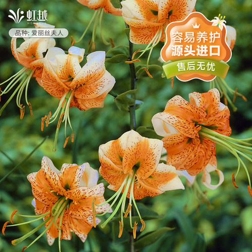 进口百合花种球虹越易养种球