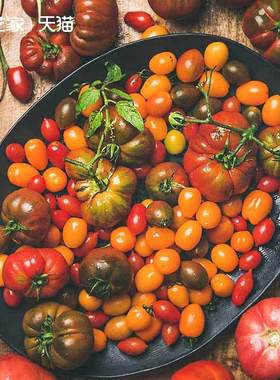 虹越园艺家番茄种子西红柿阳台四季秋春秋播种家庭水果蔬菜盆栽