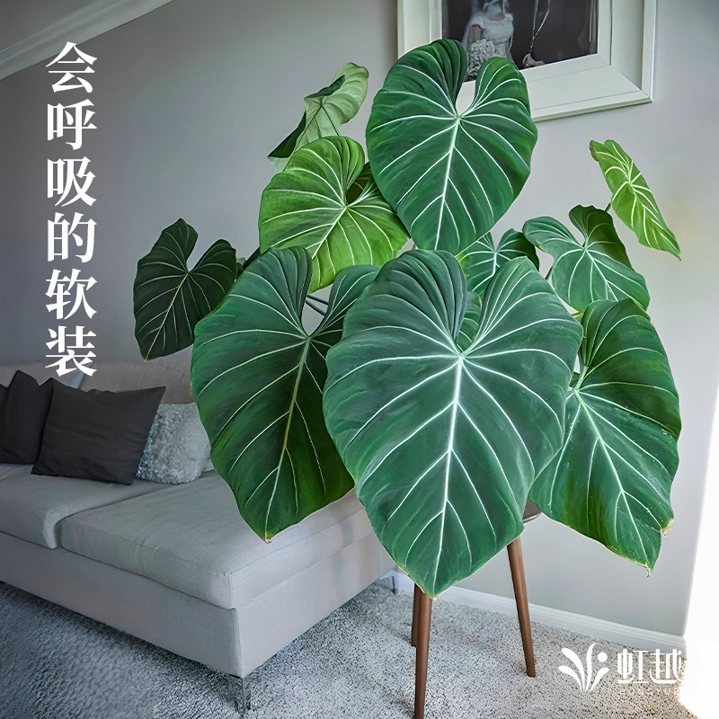 虹越蔓绿绒盆栽橙柄室内绿植物好养阳台办公桌面观叶网红热植摆件