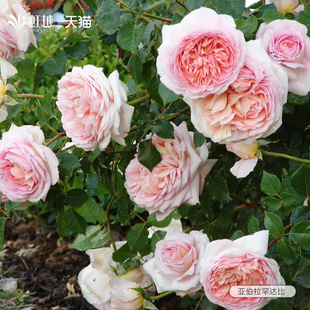 亚伯拉罕月季花苗藤本灌木盆栽大花浓香爬藤月季多季开花小苗大苗