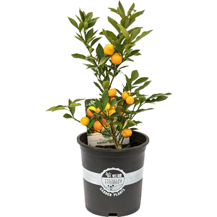 虹越柚子树苗葡萄柚果苗树苗易养南方四季可种盆栽地栽多年生