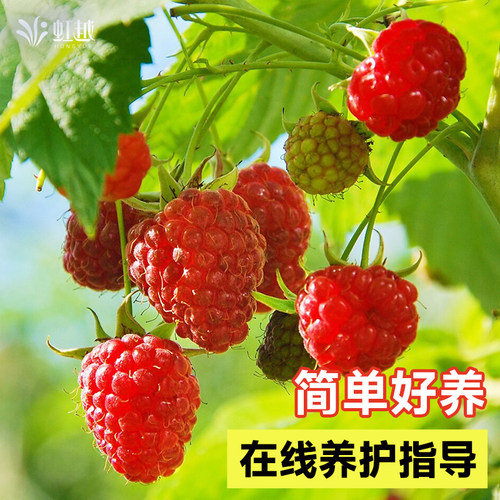 虹越树莓苗覆盆子果苗盆栽水果树阳台南方北方种植多年生耐热耐寒