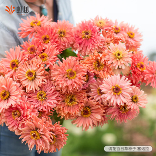 百日草花种子虹越园艺家种籽阳台花园耐热好养花期长多年生低维护