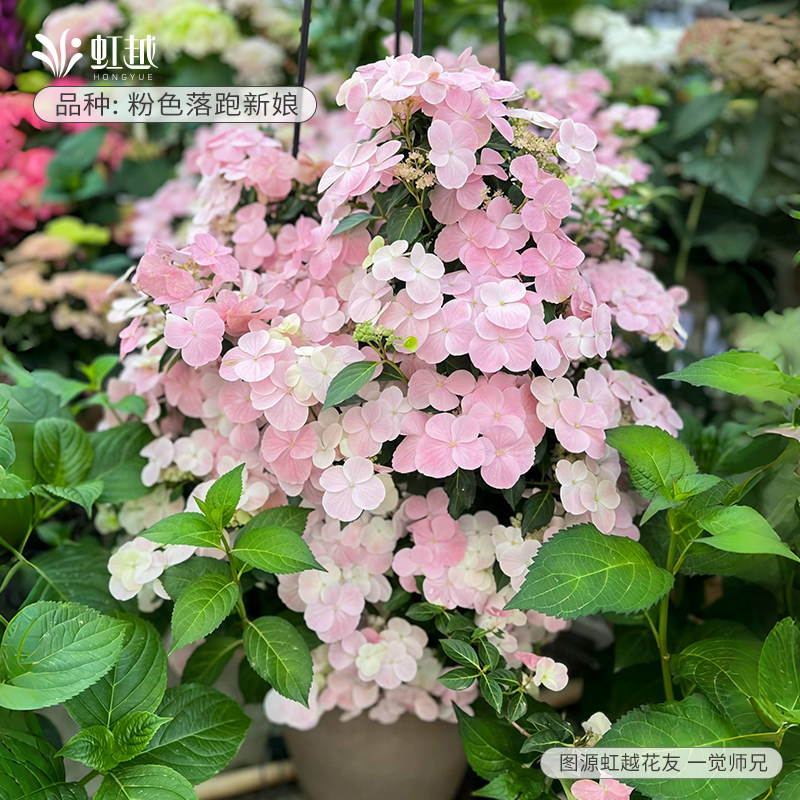 虹越粉色落跑新娘绣球花苗盆栽阳台爬藤大苗庭院地栽花量大花期长,鲜花速递/花卉仿真/绿植园艺,绣球/木绣球/木本植物,淘宝优惠券,粉丝福利购,淘宝优惠卷
